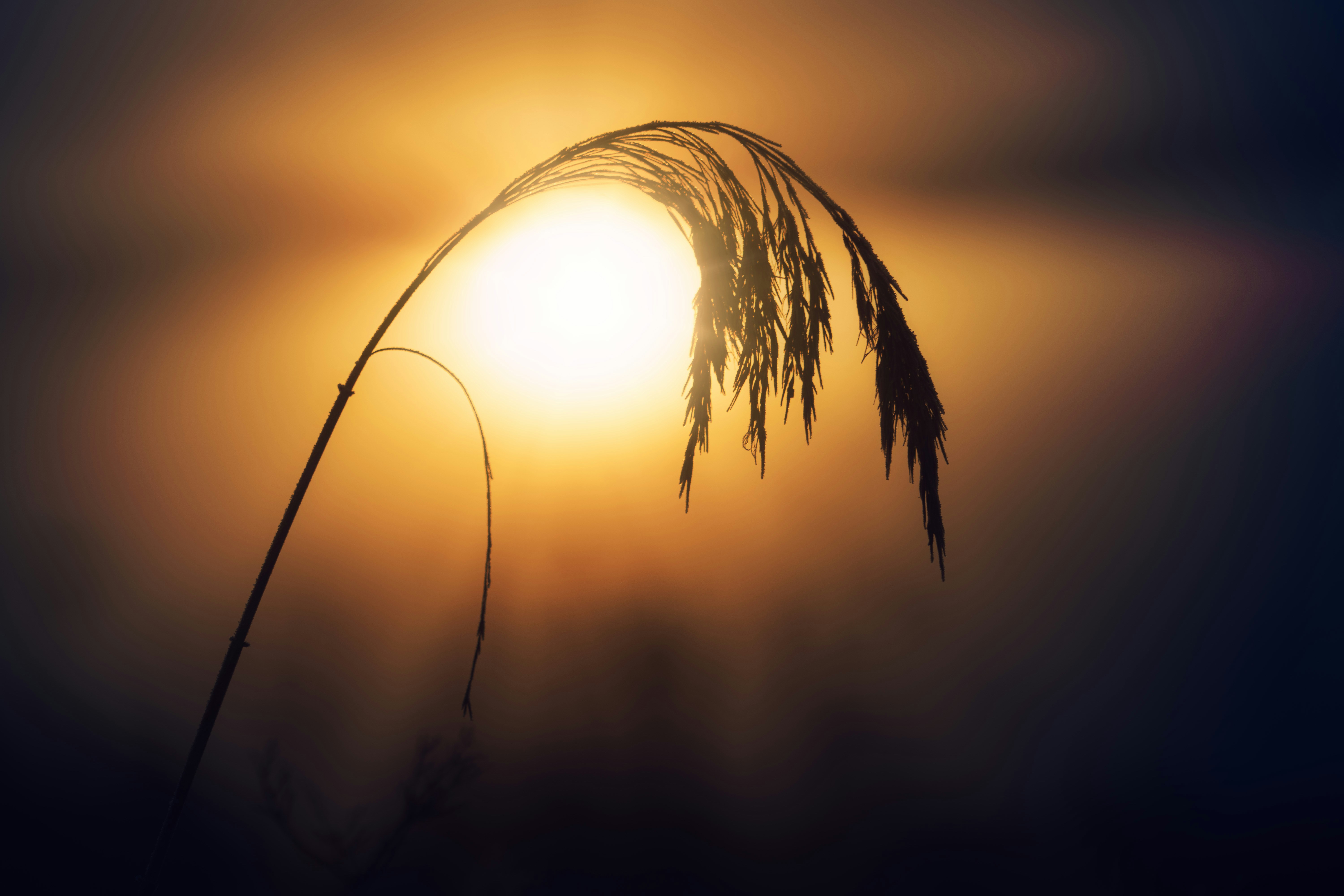 the sun is setting behind a tall plant