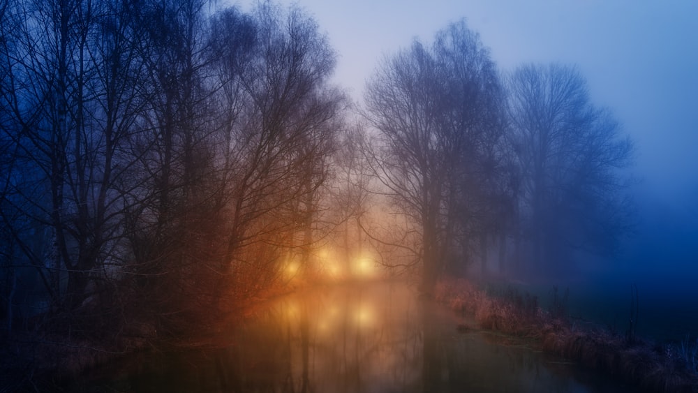 a foggy night with a light in the trees