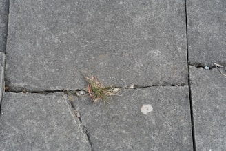 A cracked and uneven sidewalk with overgrown weeds along a residential street in Clinton County.