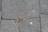 Cracked concrete slabs with small tufts of grass growing between the gaps and some debris scattered around.