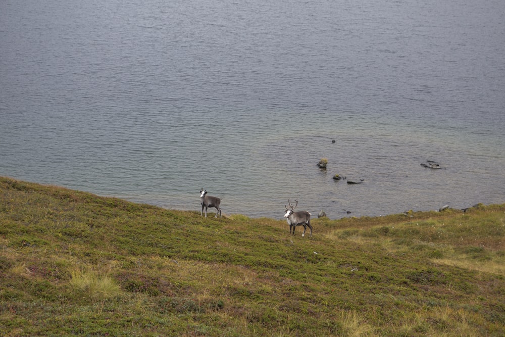 a couple of animals that are standing in the grass