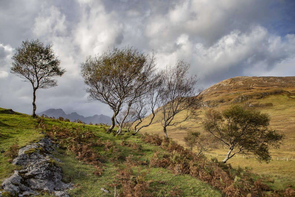 two trees on a grassy hill under a cloudy sky