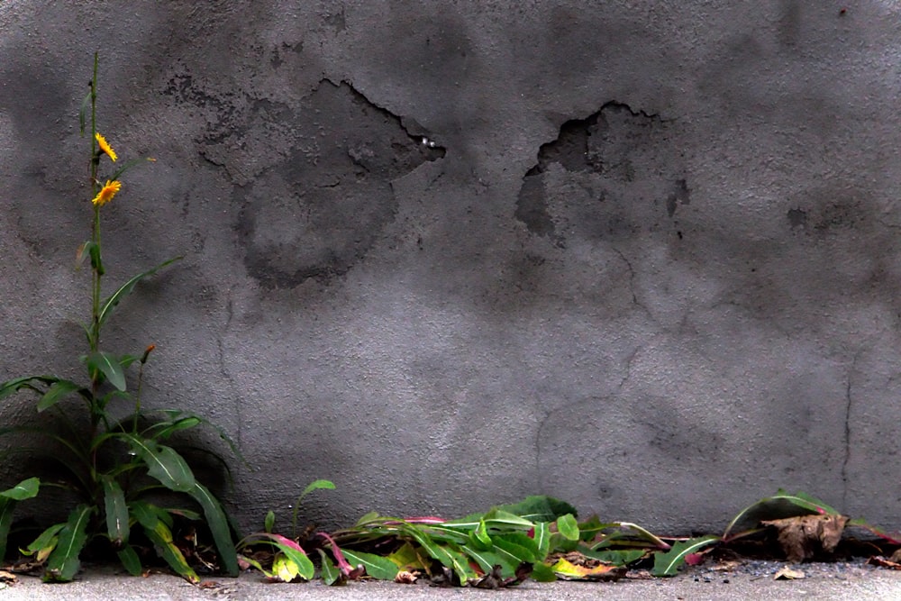 a plant growing out of the ground in front of a concrete wall