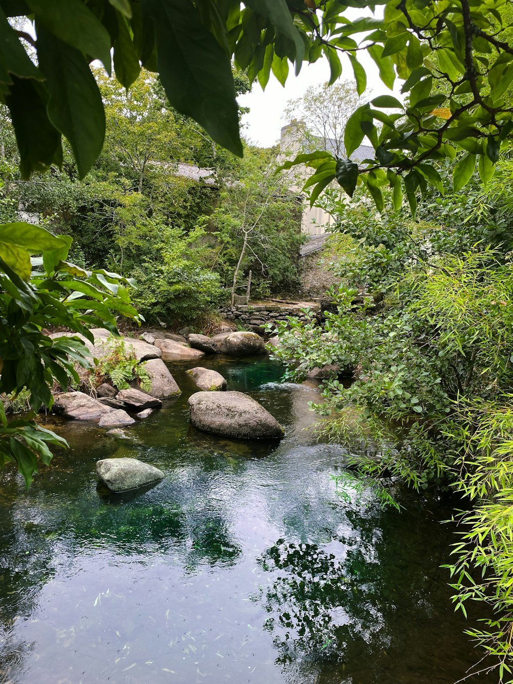 a river running through a lush green forest