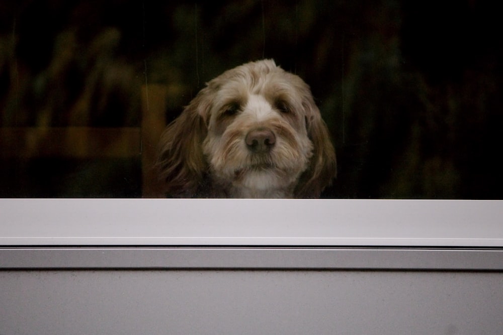 a brown and white dog looking out a window