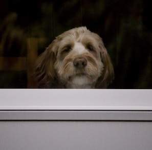 a brown and white dog looking out a window