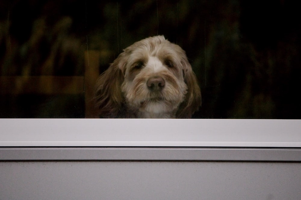 un cane marrone e bianco che guarda fuori da una finestra