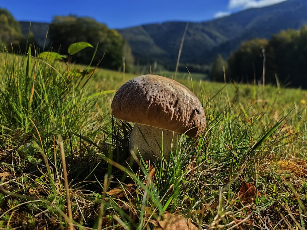 a mushroom in the grass with mountains in the background