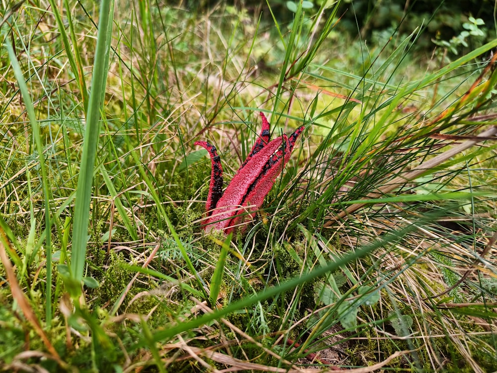 a small red object sitting in the grass