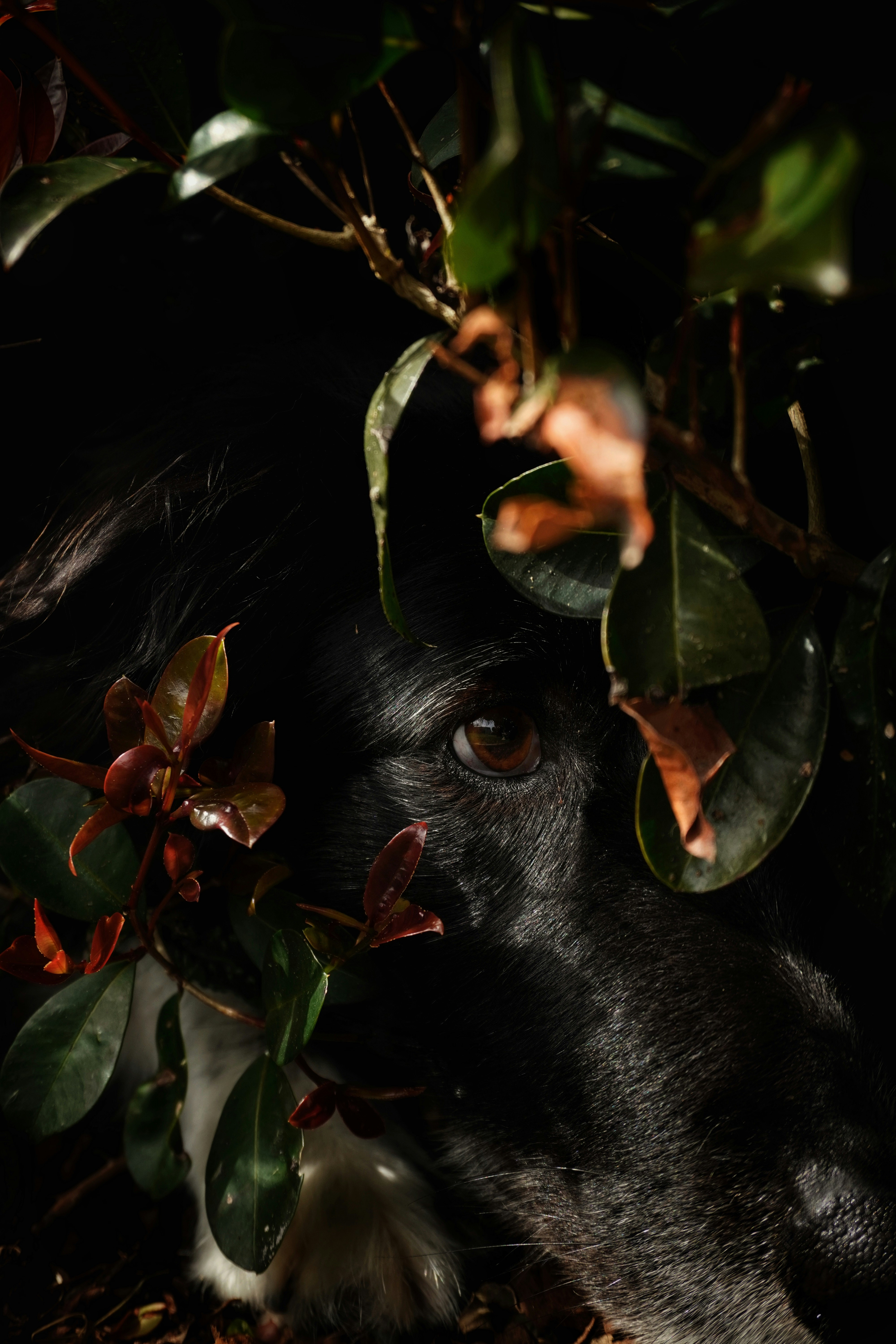a close up of a dog with leaves on it's head
