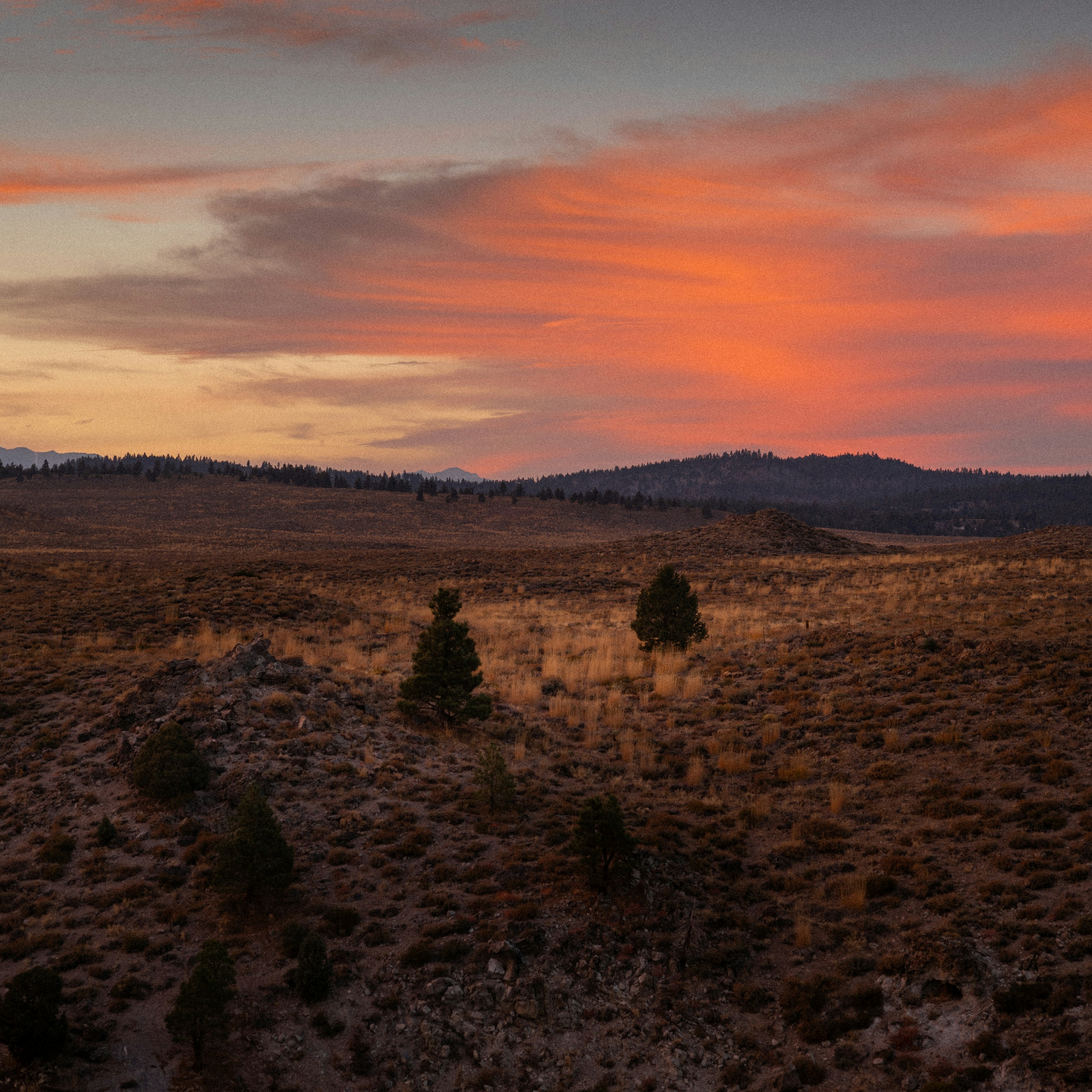 a field with trees and mountains in the background
