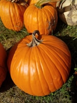 Bright orange pumpkins resting on the soil in the pumpkin patch at sunset.