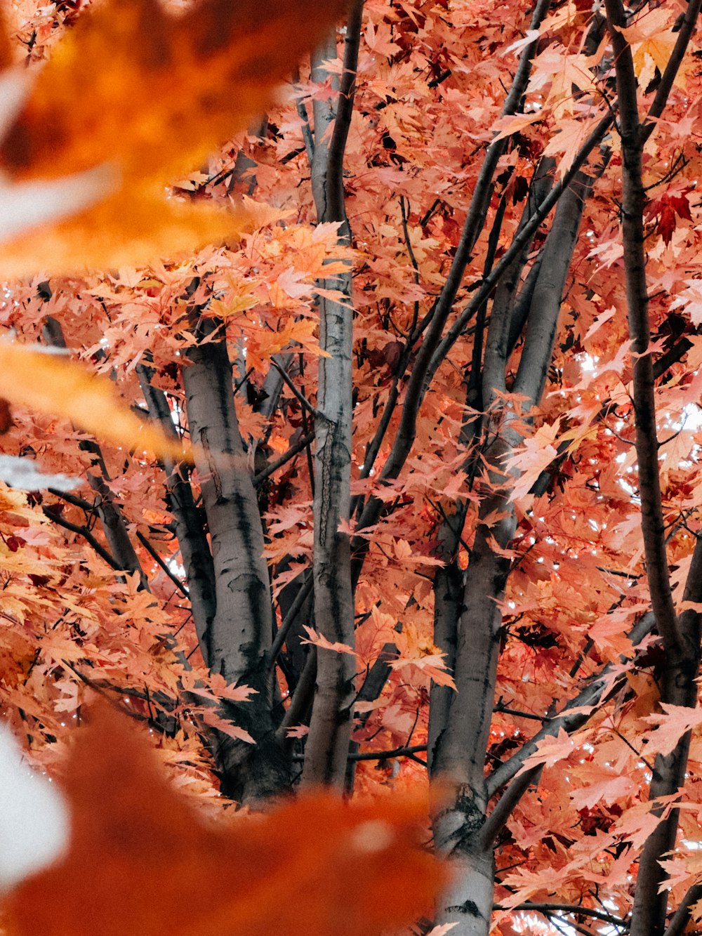 a bunch of trees that have some leaves on them