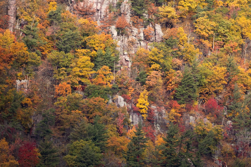 a mountain side covered in lots of trees