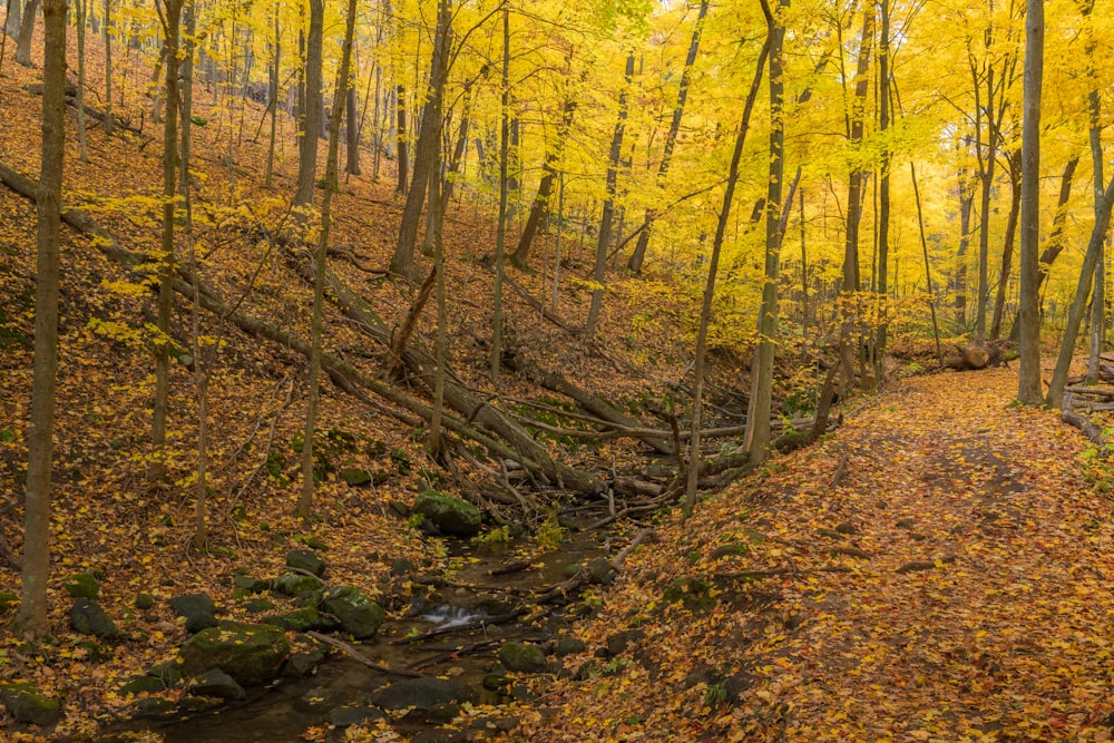 un ruisseau qui coule à travers une forêt remplie d’arbres