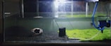 An aquarium with a dark substrate and some patches of green aquatic plants. A piece of hollow driftwood is positioned on the left side, and there is a small black filter or decoration nearby. A blue tube is connected to a filter or pump on the right side, with water partly filling the tank.
