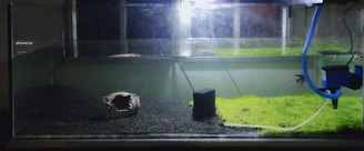 An aquarium with a dark substrate and some patches of green aquatic plants. A piece of hollow driftwood is positioned on the left side, and there is a small black filter or decoration nearby. A blue tube is connected to a filter or pump on the right side, with water partly filling the tank.