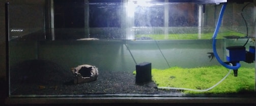 An aquarium with a dark substrate and some patches of green aquatic plants. A piece of hollow driftwood is positioned on the left side, and there is a small black filter or decoration nearby. A blue tube is connected to a filter or pump on the right side, with water partly filling the tank.