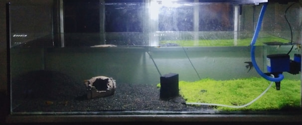 An aquarium with a dark substrate and some patches of green aquatic plants. A piece of hollow driftwood is positioned on the left side, and there is a small black filter or decoration nearby. A blue tube is connected to a filter or pump on the right side, with water partly filling the tank.