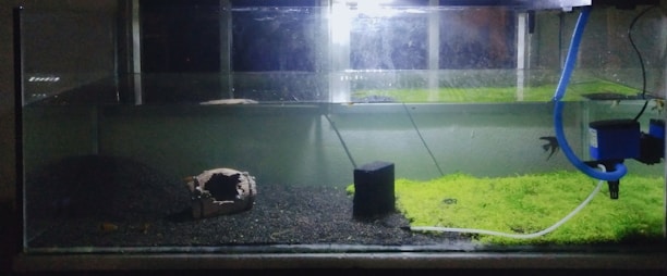 An aquarium with a dark substrate and some patches of green aquatic plants. A piece of hollow driftwood is positioned on the left side, and there is a small black filter or decoration nearby. A blue tube is connected to a filter or pump on the right side, with water partly filling the tank.