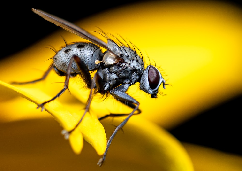 a close up of a fly on a flower