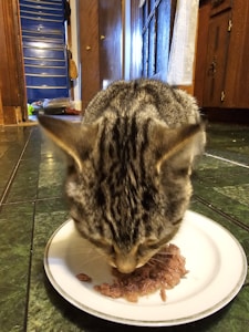 Premium Halal Cat Food