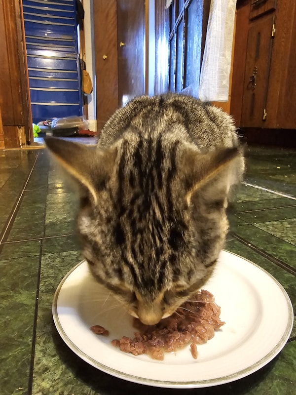 Premium Halal Cat Food