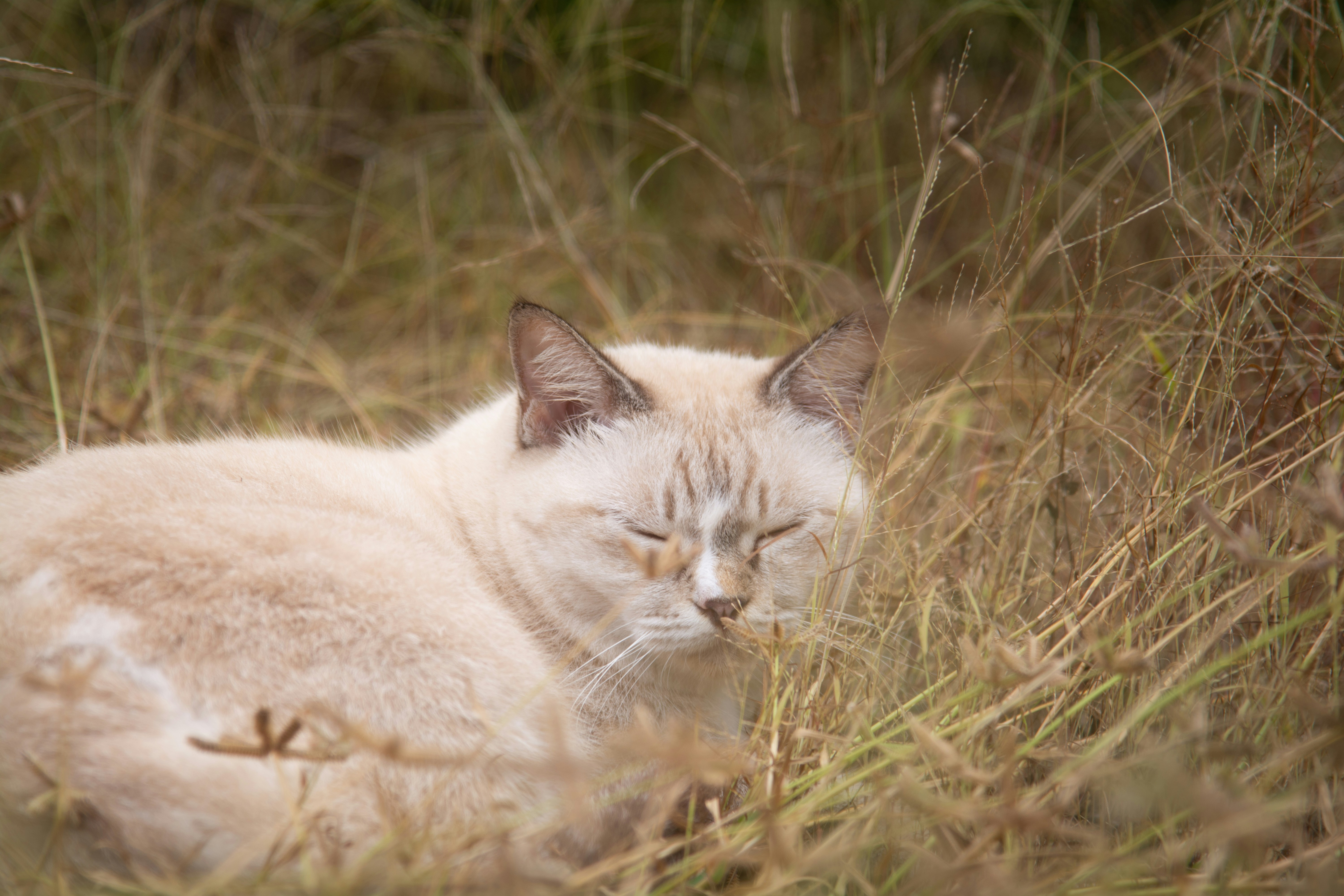 a cat that is laying down in the grass