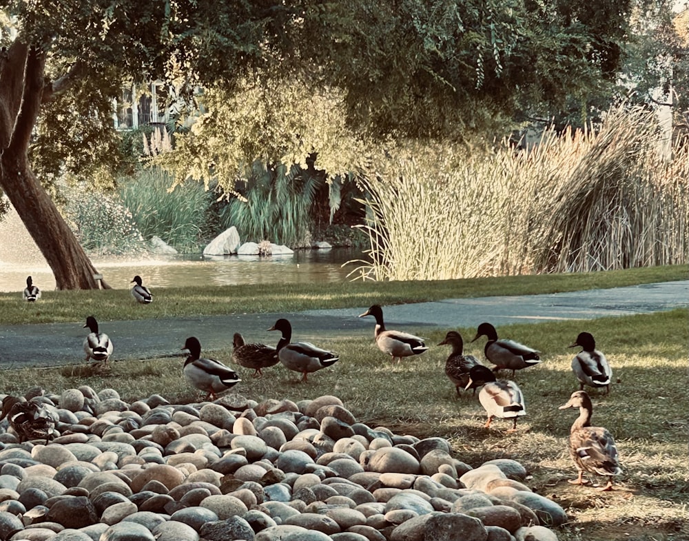 a group of ducks standing on top of a grass covered field