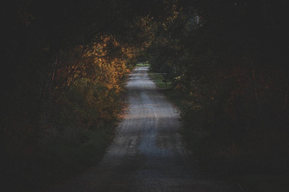 an empty road in the middle of a forest