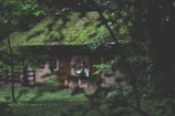 Cozy wooden chalé nestled among mossy trees at dawn.