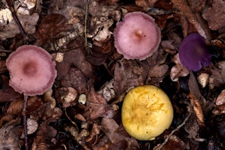 Four distinct mushrooms are nestled among a bed of dried, brown leaves. There are two pink mushrooms with a soft, velvety texture, a vibrant purple mushroom, and a bright yellow mushroom, each showcasing a smooth cap.