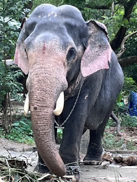 A large elephant with pinkish ears and gray skin is standing outdoors, surrounded by greenery. Its trunk is extended downward, and its legs are shackled with chains. The setting appears to be a natural environment with a forest-like background.