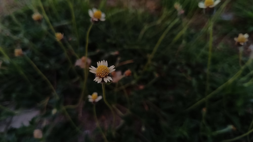 a close up of a flower on a plant