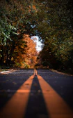 A quiet lane lined with autumn trees filled with amber leaves.