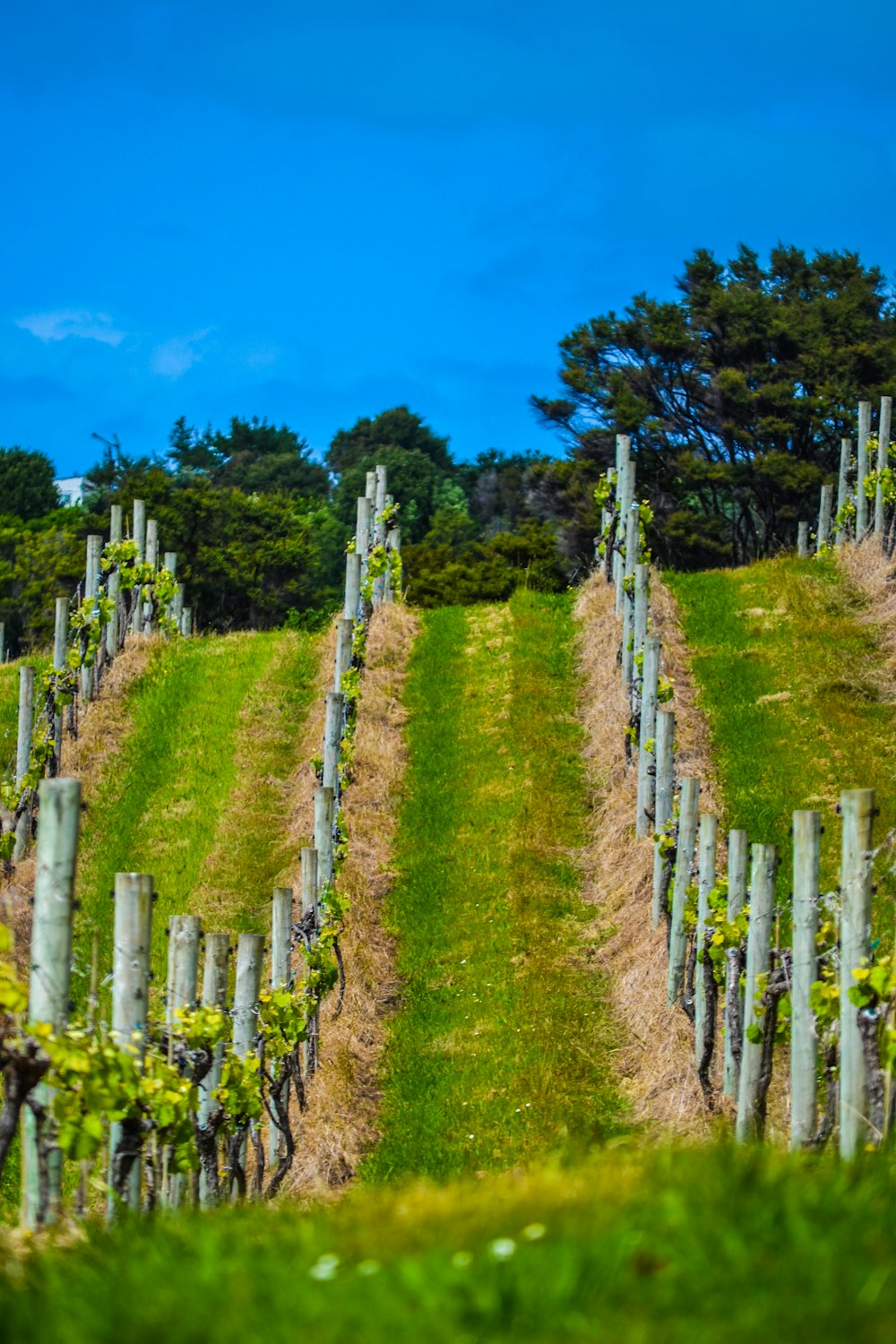 a row of trees sitting on top of a lush green hillside