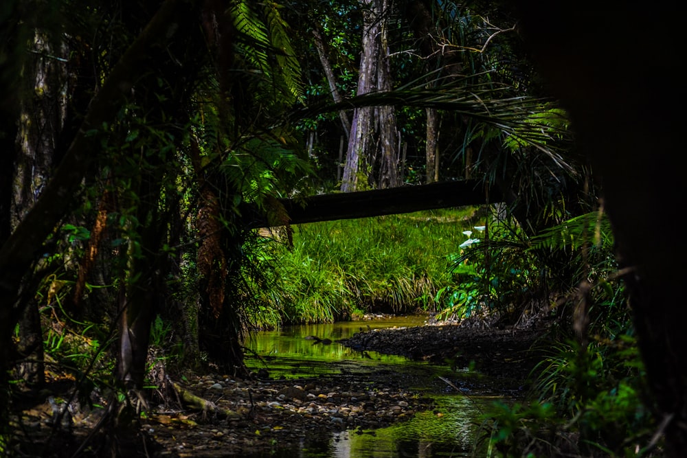 a stream running through a lush green forest