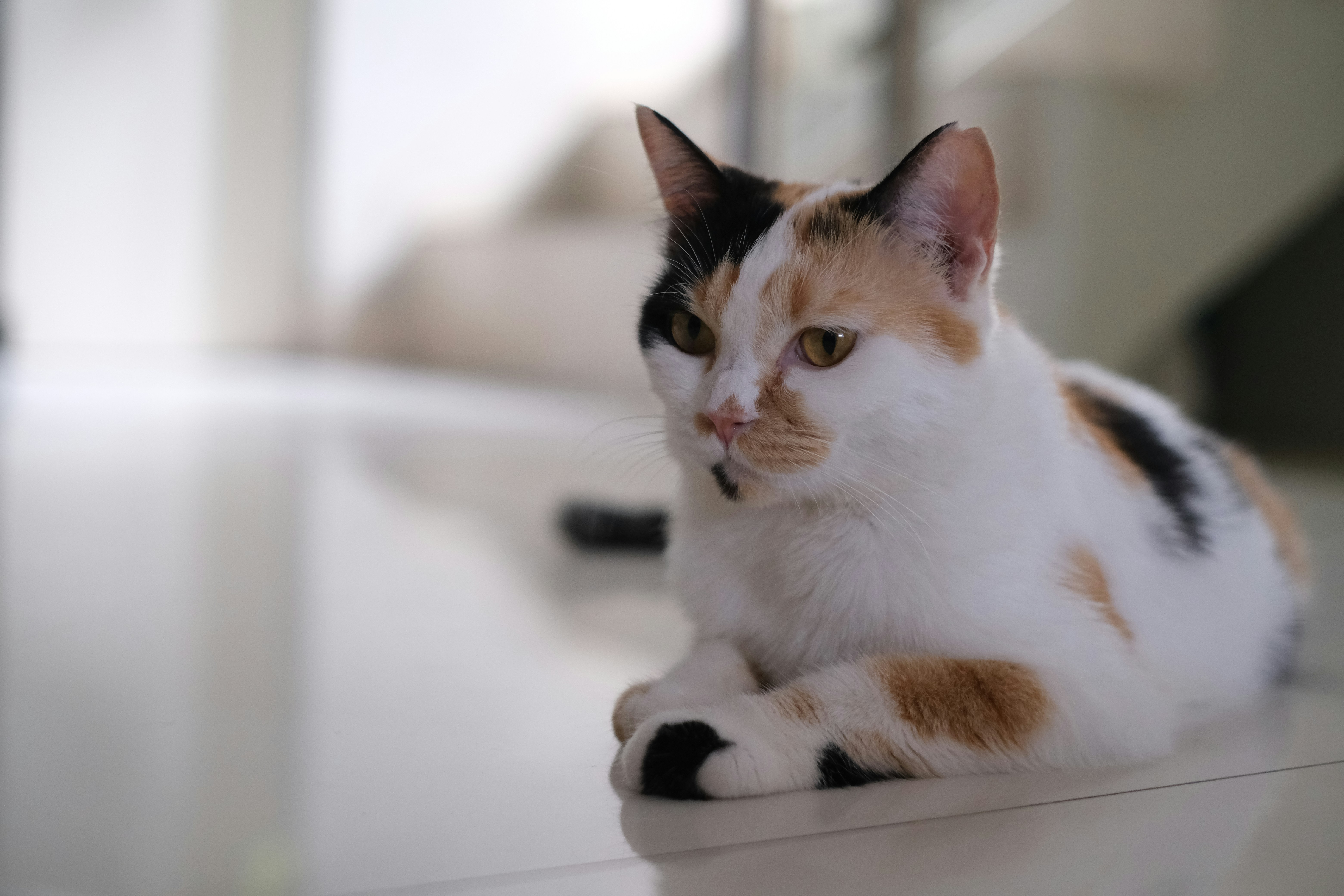 Un gato calicó sentado en una mesa blanca