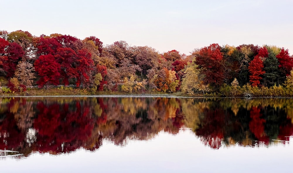 a body of water surrounded by lots of trees