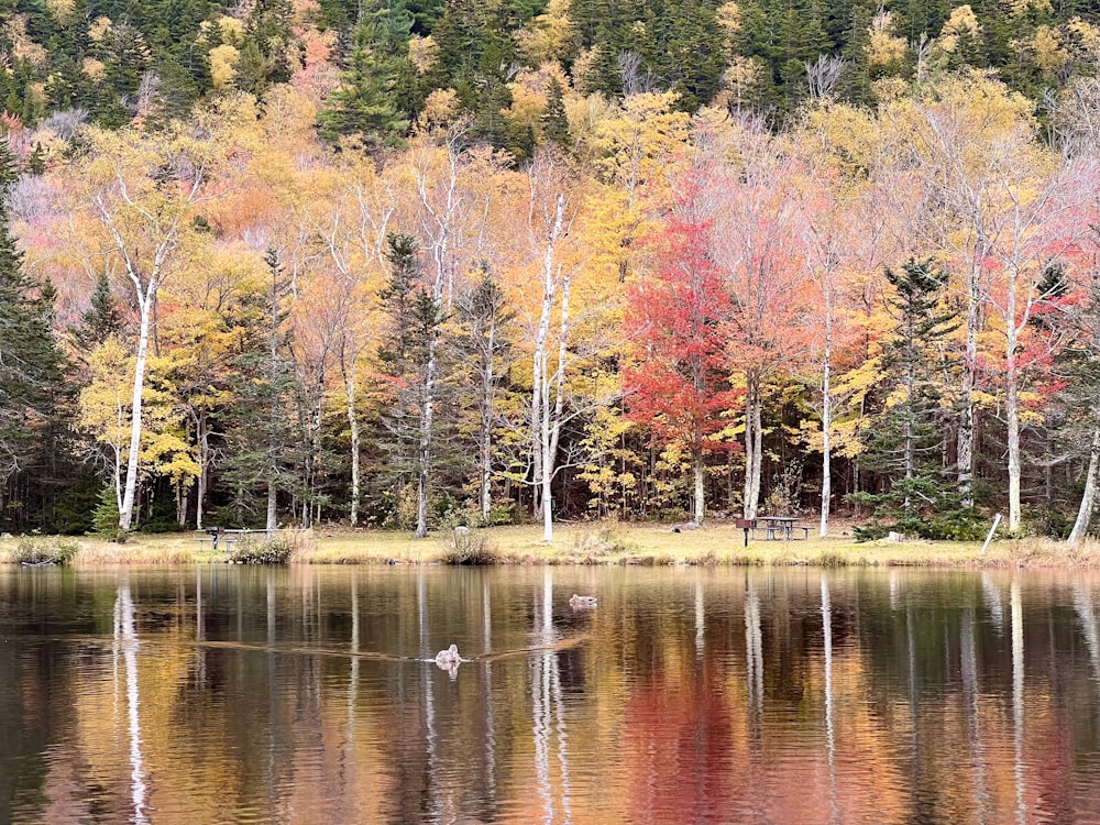 a body of water surrounded by lots of trees