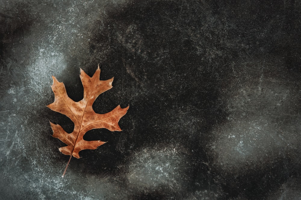 a single leaf laying on a black surface