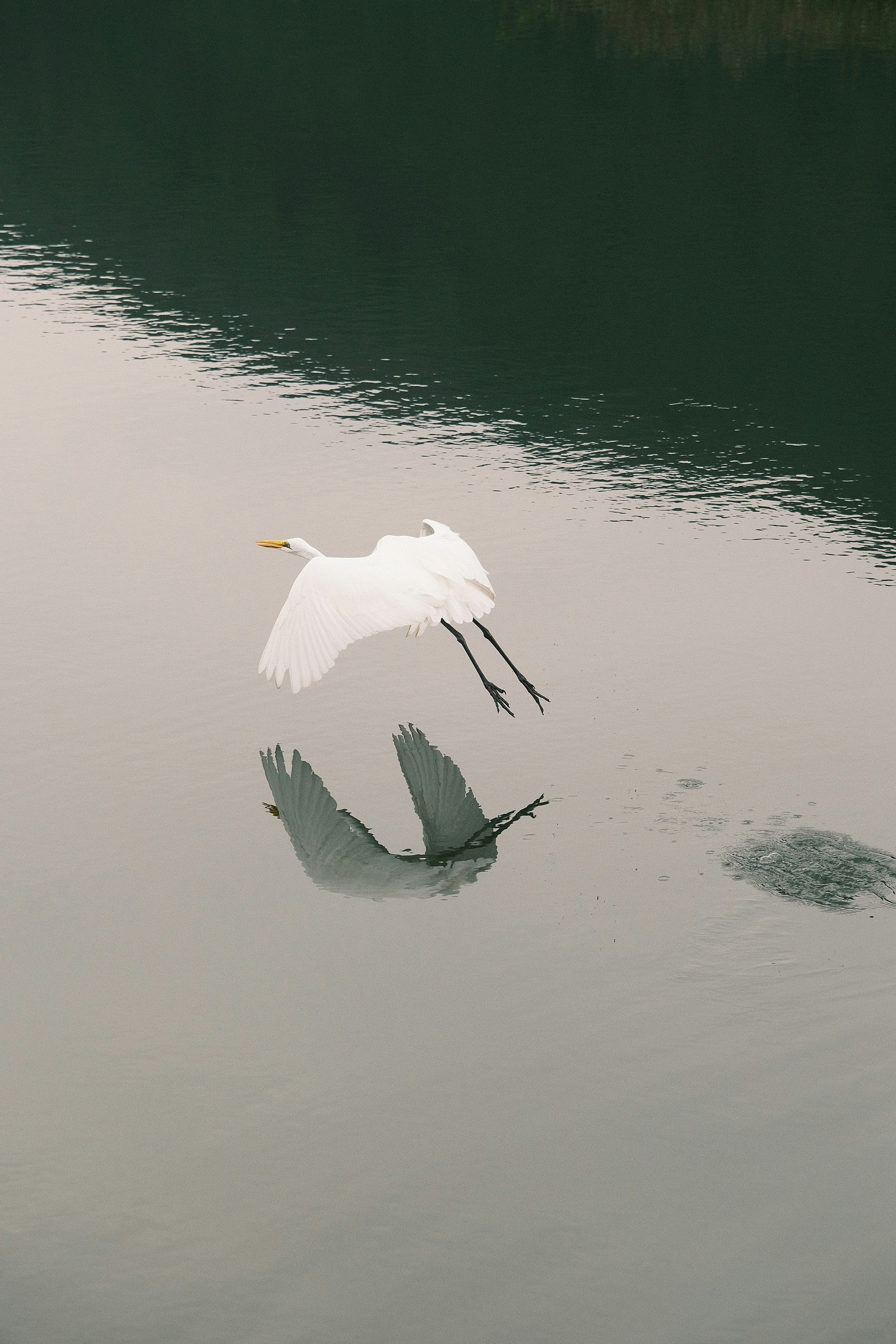a white bird flying over a body of water