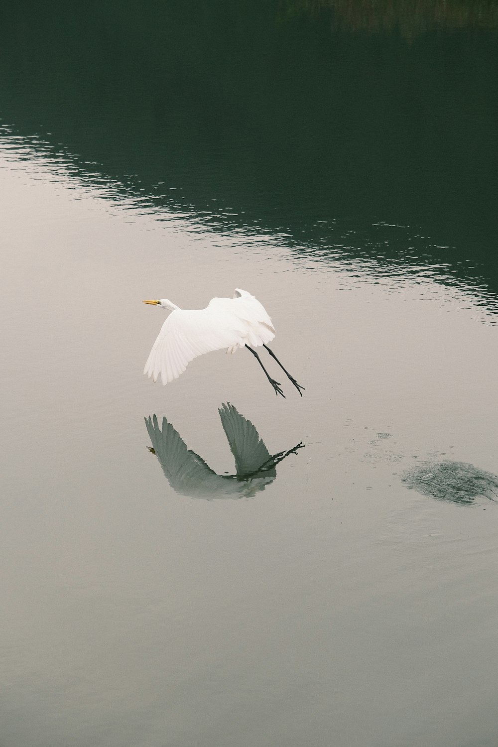 un oiseau blanc survolant un plan d’eau