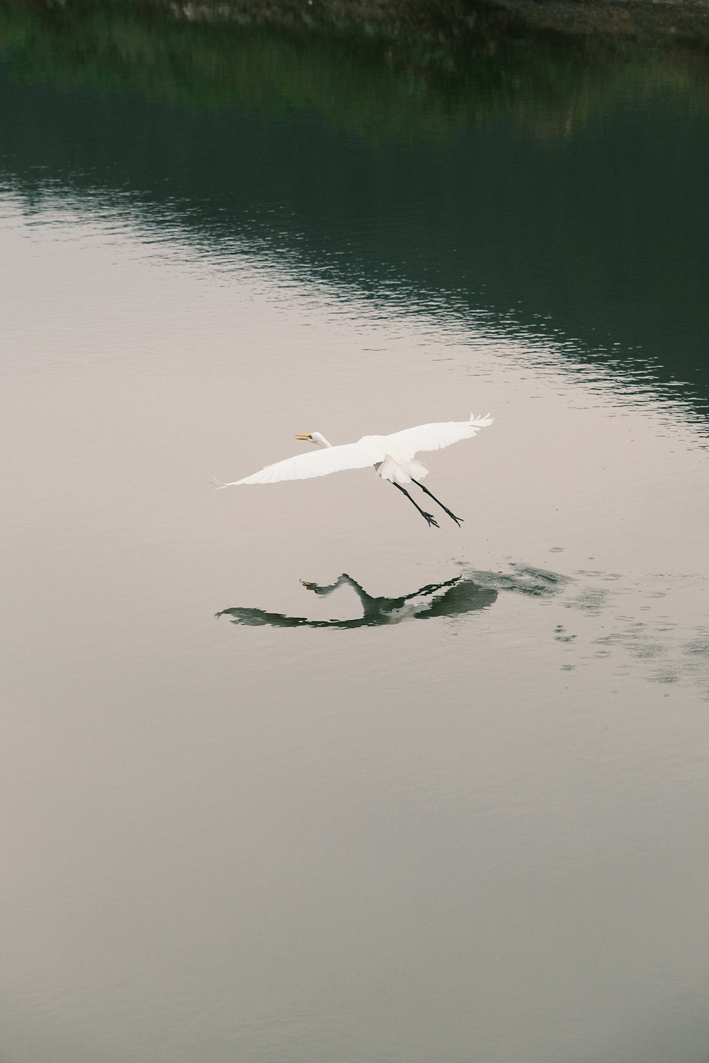 ein weißer Vogel, der über ein Gewässer fliegt