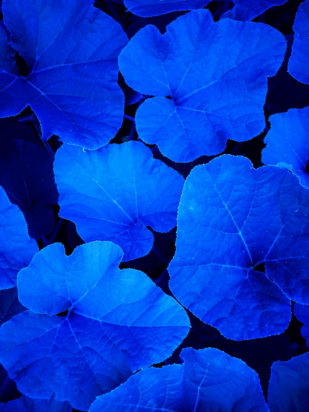 a bunch of blue leaves that are in the dark