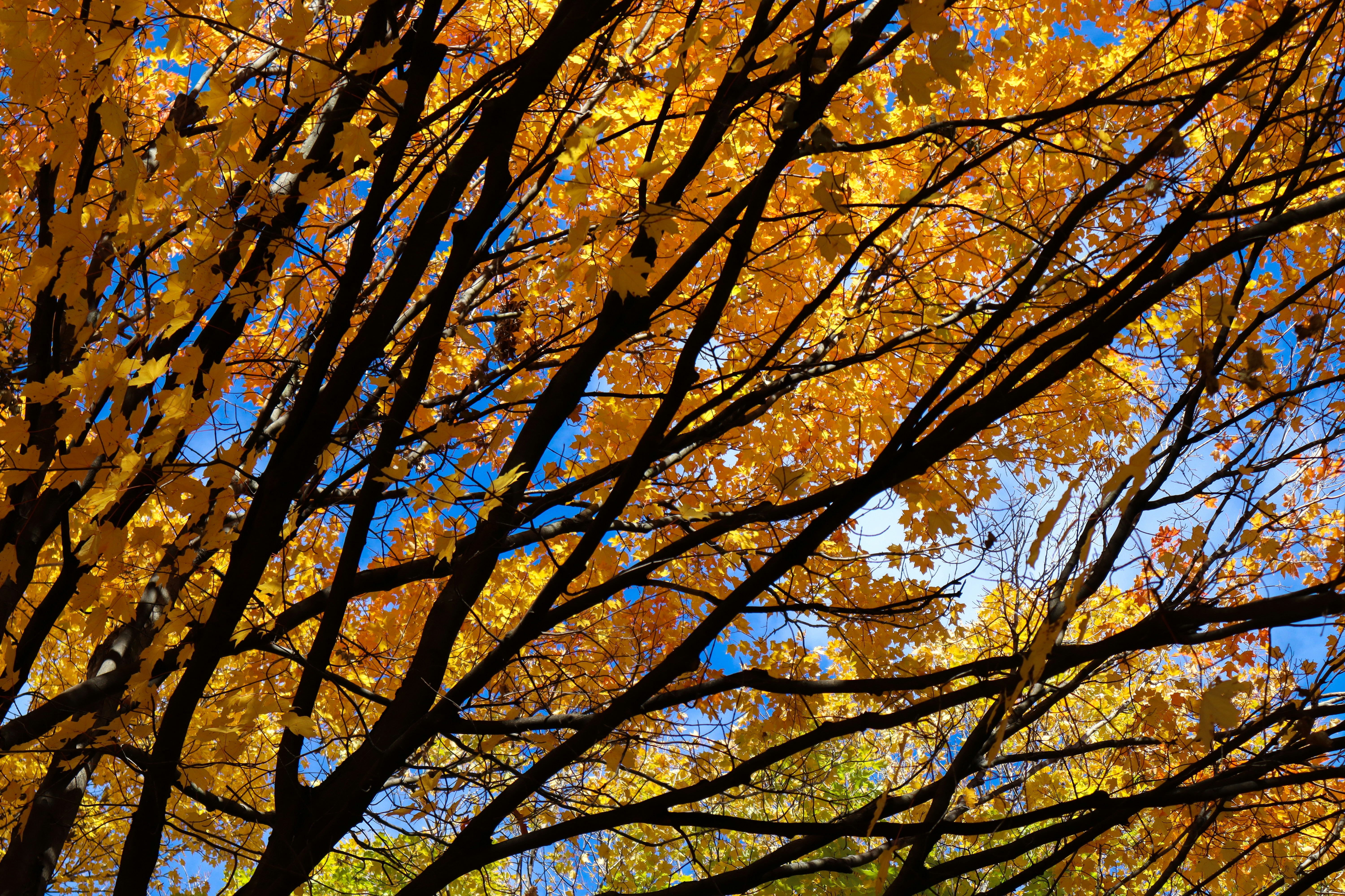 Photo by bhaskara999