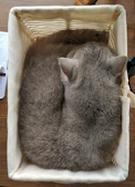 A gentle gray cat curled up peacefully in a soft basket.