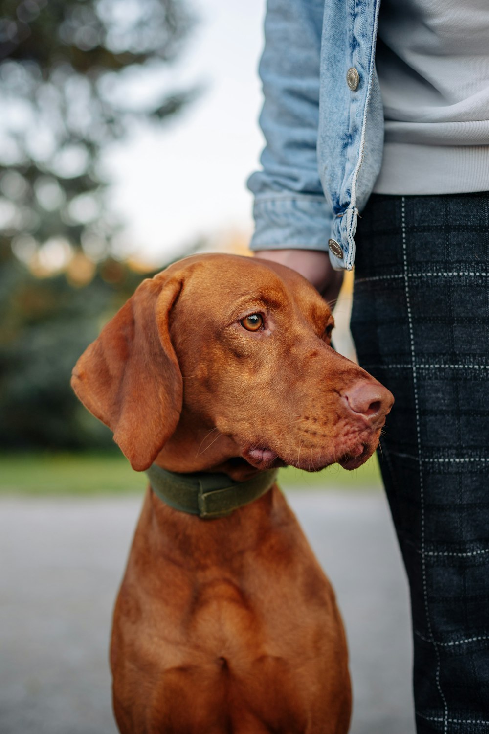 a brown dog standing next to a person