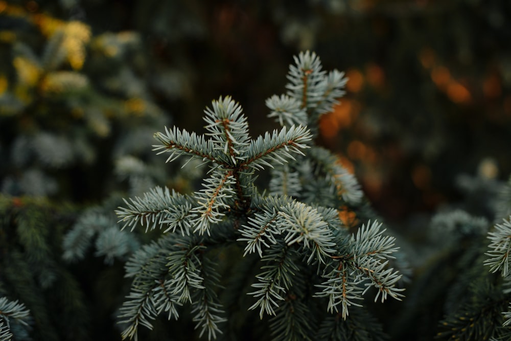 a close up of a pine tree branch