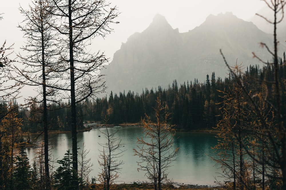 Un lago rodeado de árboles y montañas